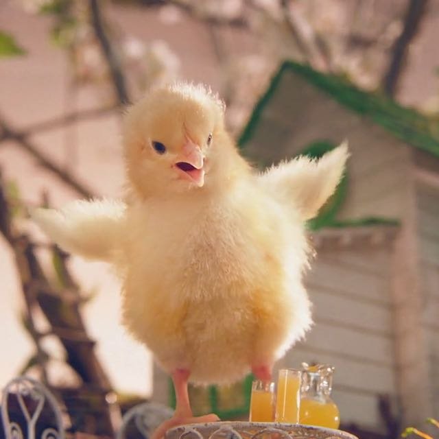ASDA | Chicks